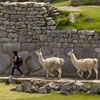 Camelids in Machu Picchu
