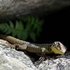 Ecology of Machu Picchu