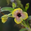 Orchids in Machu Picchu