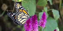 The Butterflies in Machu Picchu