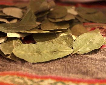The sacred Coca Leaf of the Incas