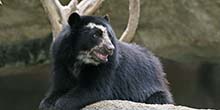 Can I see bears in Machu Picchu?