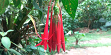 The botanical garden of Machu Picchu