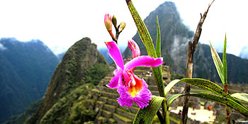 All the plants and flowers that you can see in Machu Picchu