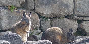 What mammals can I see in Machu Picchu?